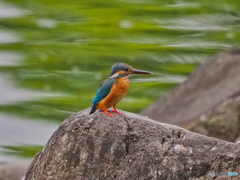 2021-06-13_カワセミ-2