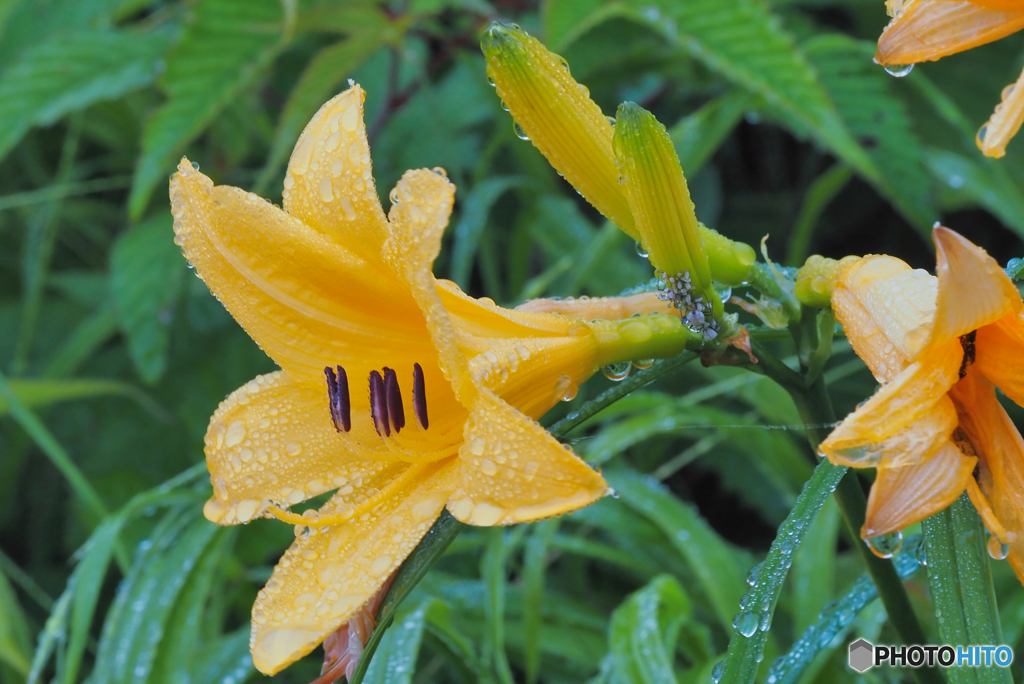 2021-07-04_霧降高原-4