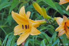 2021-07-04_霧降高原-4