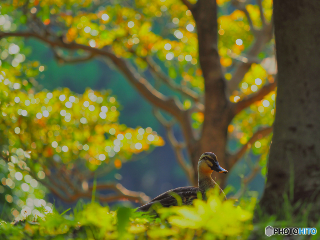 2021-06-08_朝散歩-4