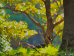 2021-06-08_朝散歩-4