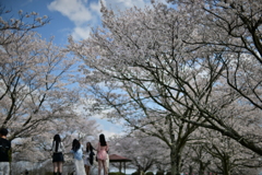 2025-04-12-桜づつみ園