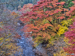 2020-11-15_大芦渓谷(2)