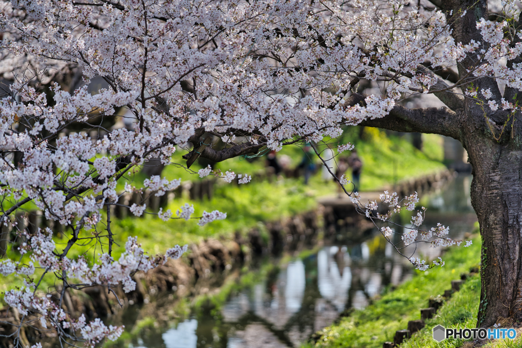 2021-03-27_新河岸川の桜(3)