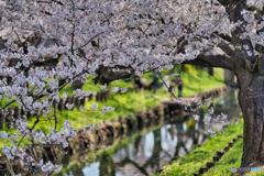 2021-03-27_新河岸川の桜(3)