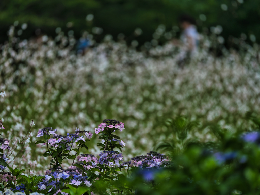 2024-06-30_みずほの自然の森公園-1