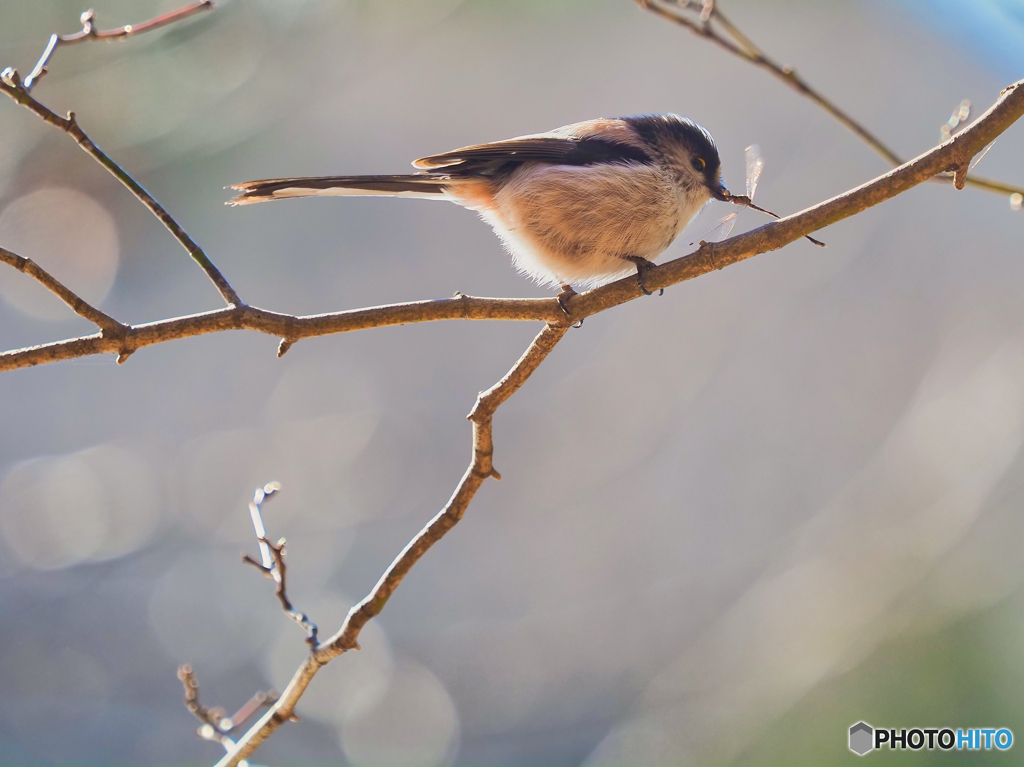 2022-01-05_栃木県 井頭公園-3