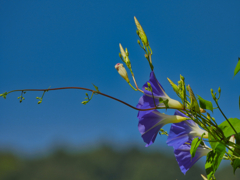 2021-08-07_アサガオ