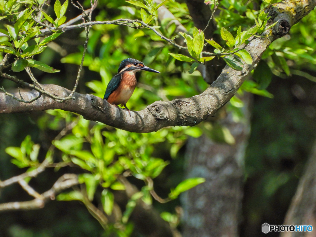 2021-08-01_井頭公園-3