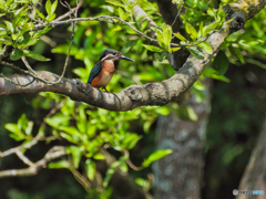 2021-08-01_井頭公園-3