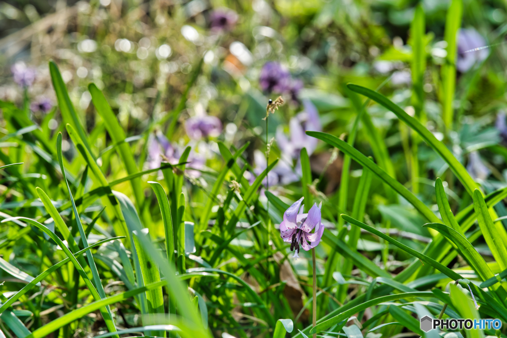 2021-03-27_万葉自然公園かたくりの里(3)