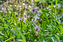 2021-03-27_万葉自然公園かたくりの里(3)