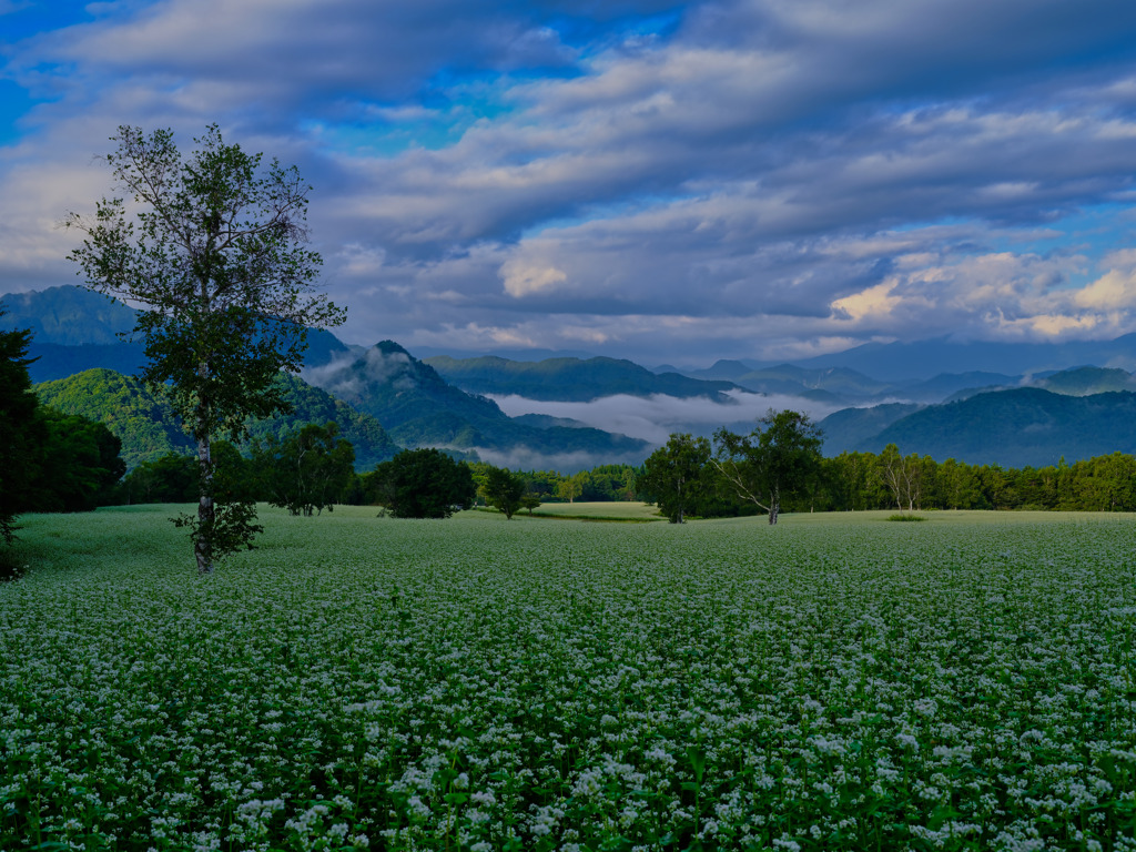 2021-08-27_たかつえそば畑-5