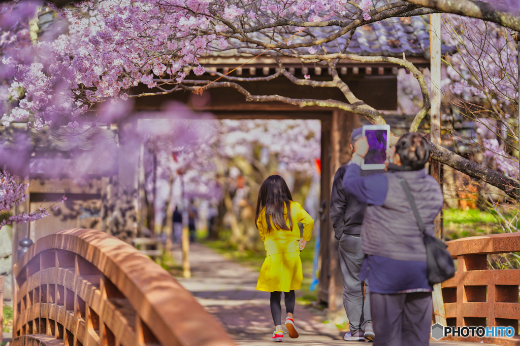 2021-04-02_高遠城址公園(4)