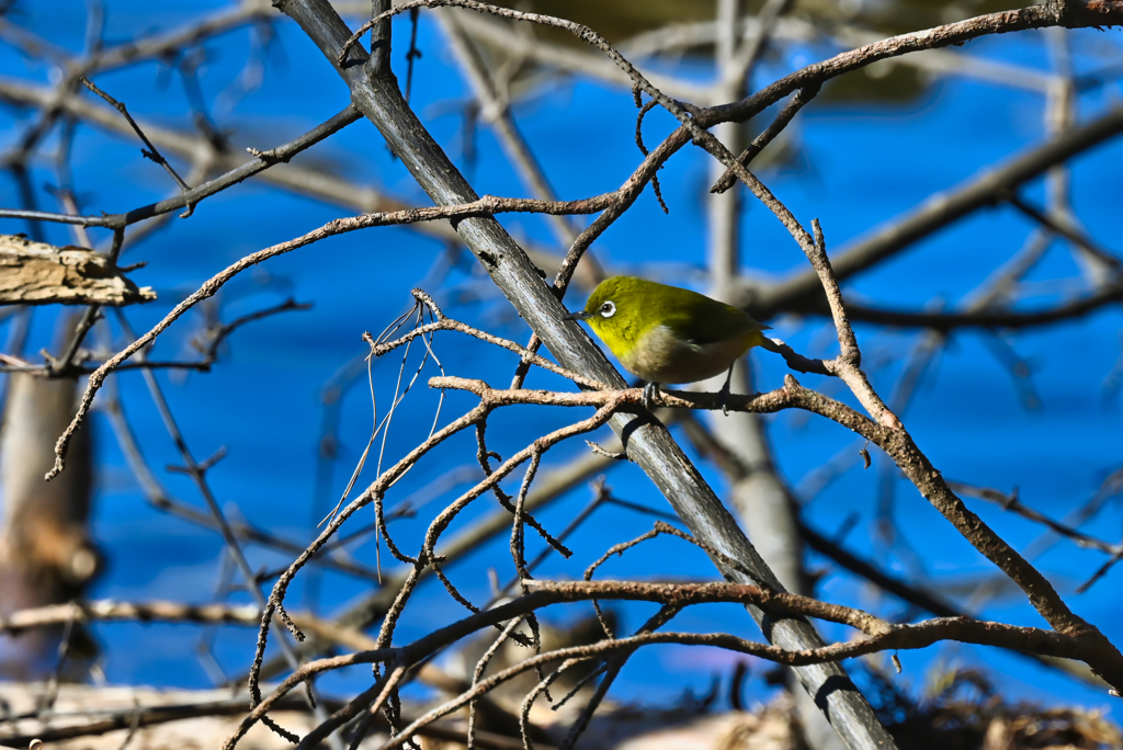 2024-01-04_栃木県井頭公園-1