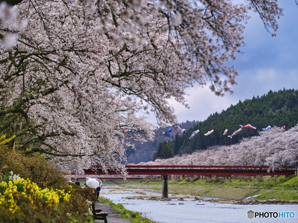 2022-04-16_夏井千本桜-3