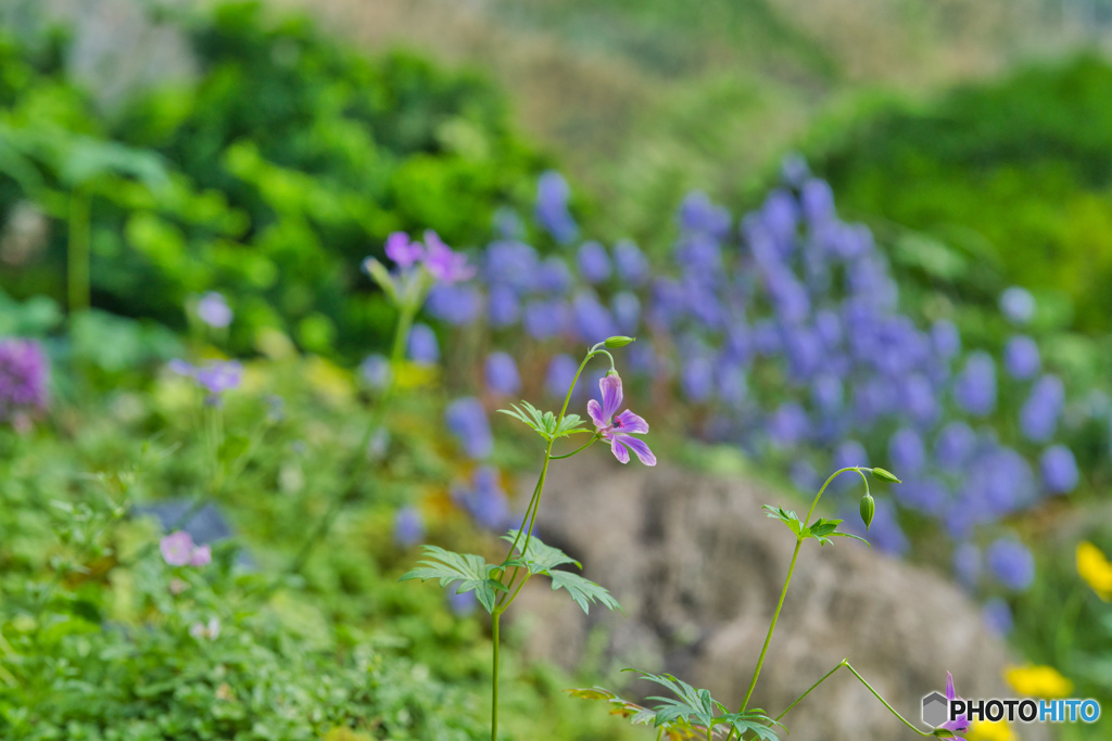 2020-08-15_高原植物(3)