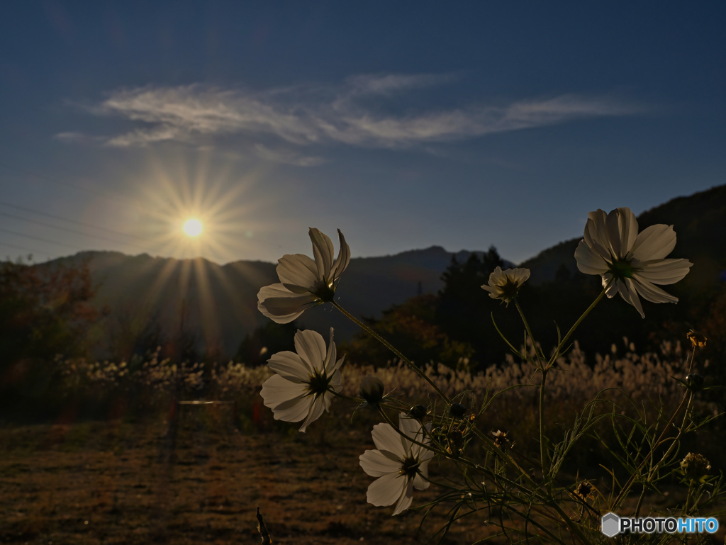 2021-11-07_コスモス