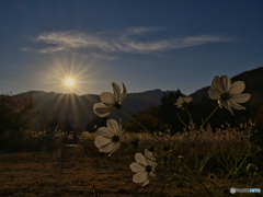 2021-11-07_コスモス