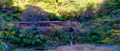 2023-11-11_わたらせ渓谷鉄道-2