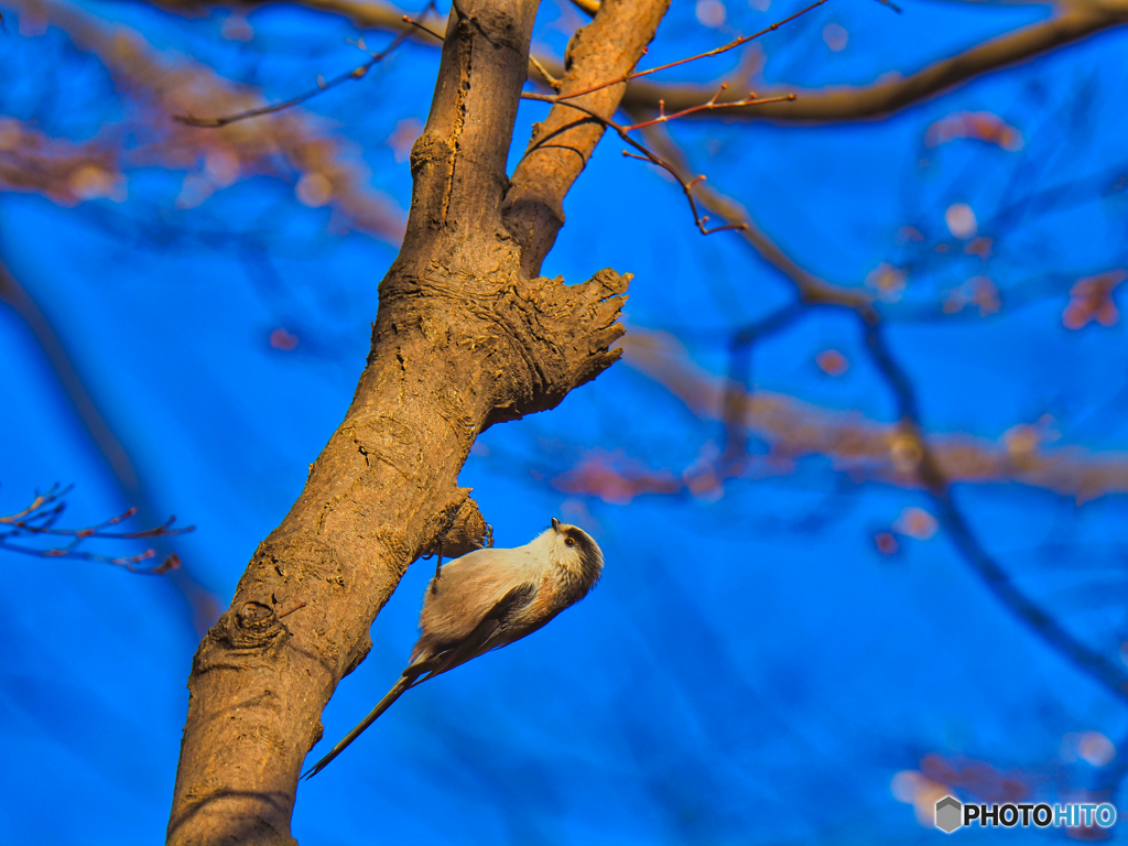 2022-01-08_栃木県 井頭公園-1