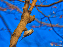 2022-01-08_栃木県 井頭公園-1