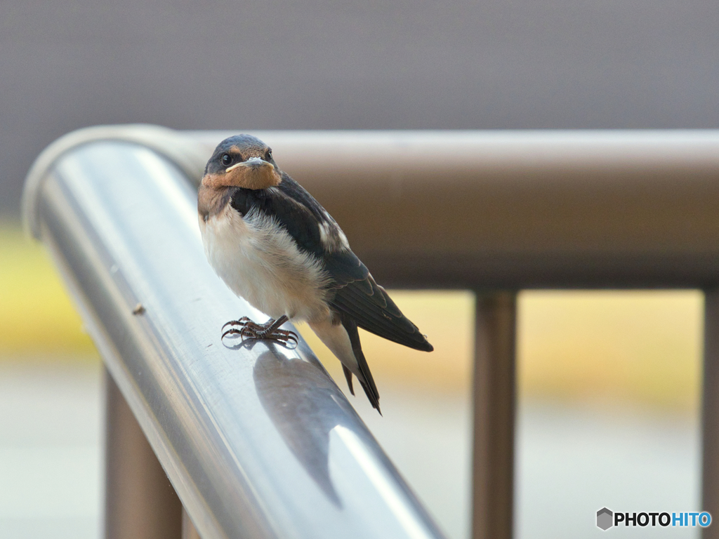 2021-06-30_ツバメ-2