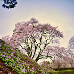 2024-03-30_鉢形城の桜（氏邦桜）-1