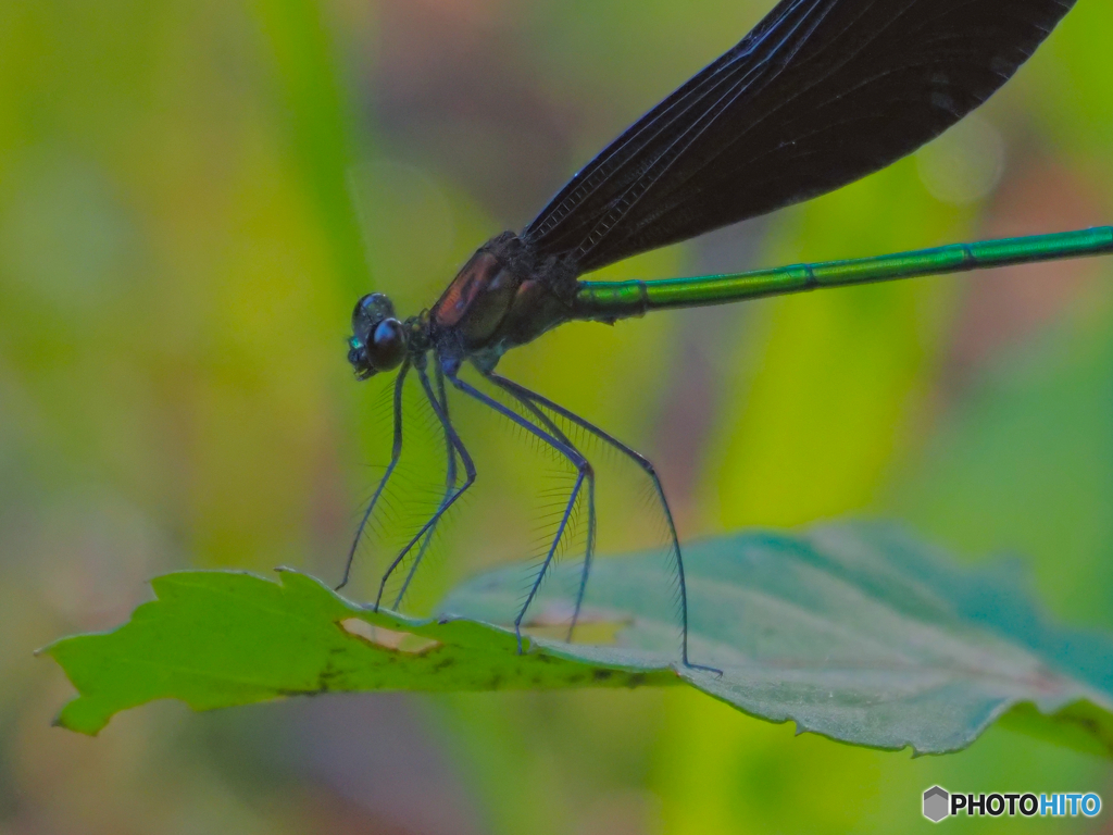 2021-07-19_朝散歩-2