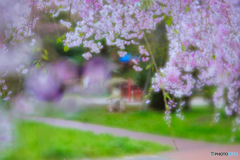2023-04-07_桜美公園-1
