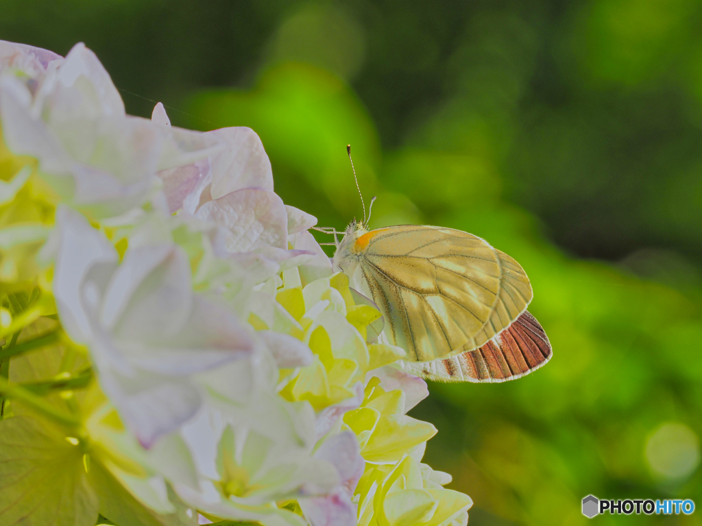 2021-06-09_アジサイ-2