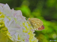 2021-06-09_アジサイ-2