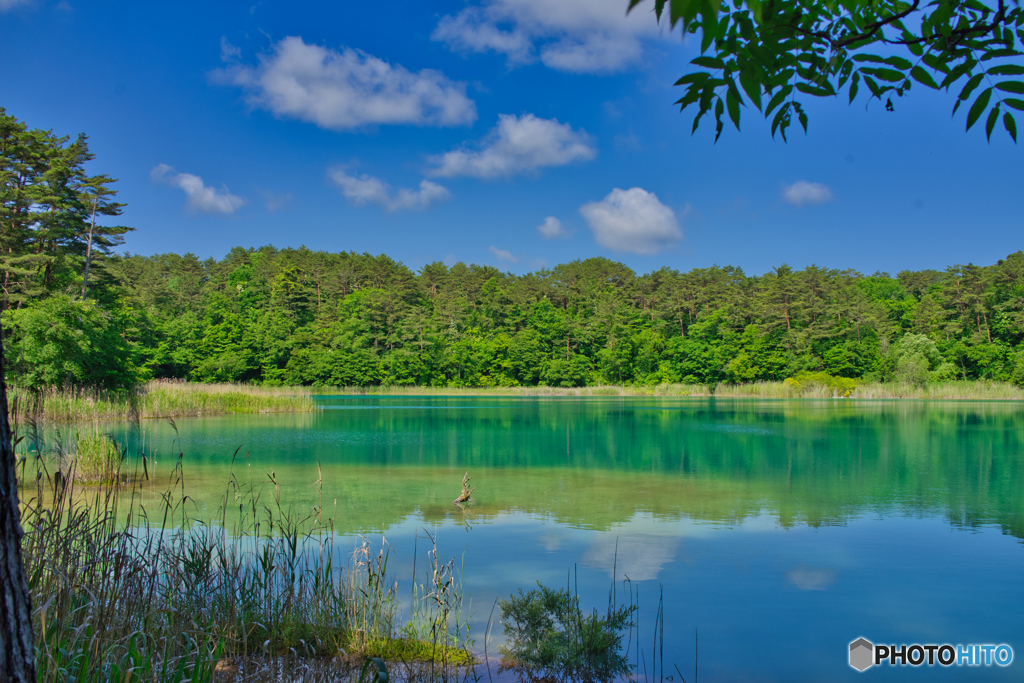 2020-06-21_弁天沼(4)