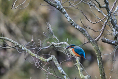 2024-12-14_栃木県井頭公園-1