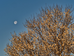 2021-01-31_風景(6)