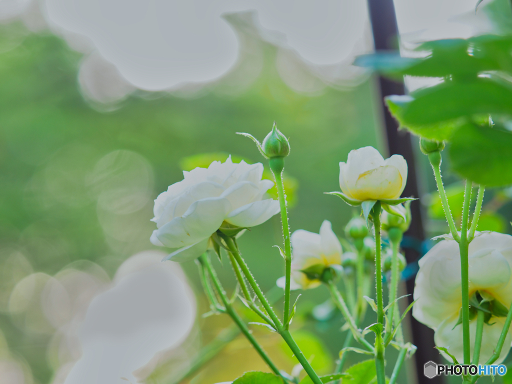 2021-06-08_朝散歩-6