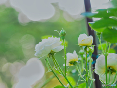 2021-06-08_朝散歩-6