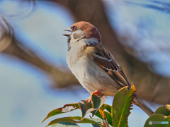 2021-02-13_野鳥(3)