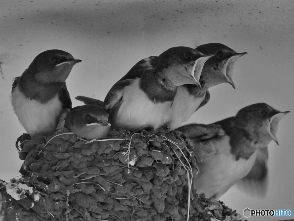 2021-07-01_ツバメ