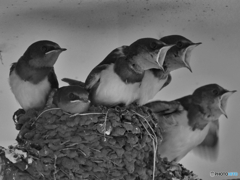 2021-07-01_ツバメ