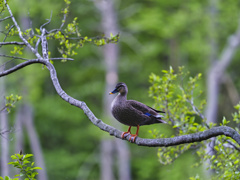 2023-04-16_栃木県井頭公園-2