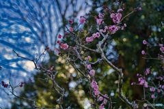 2021-02-20_成田新勝寺(2)