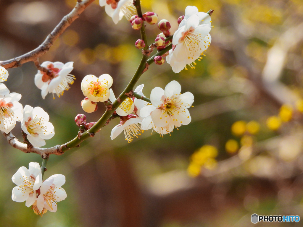 2022-03-05_栃木県中央公園-3