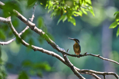 2023-07-16_栃木県井頭公園-3