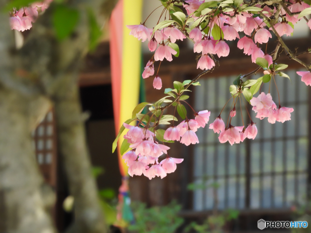 2022-05-02_妙雲寺-4(那須塩原市)