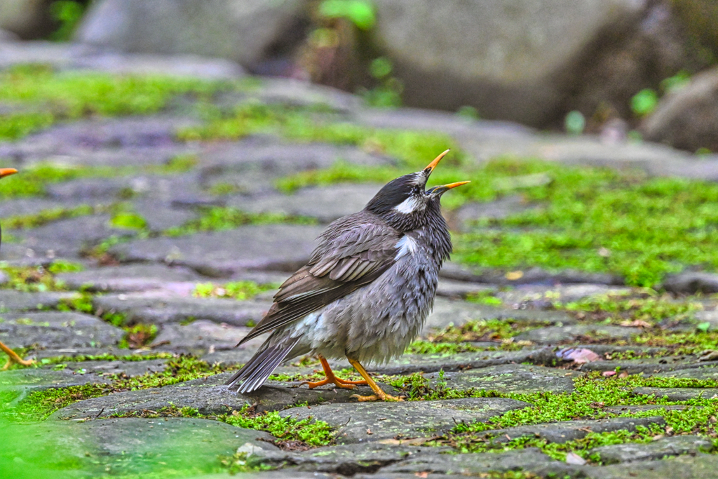 2025-05-18_栃木県中央公園-1