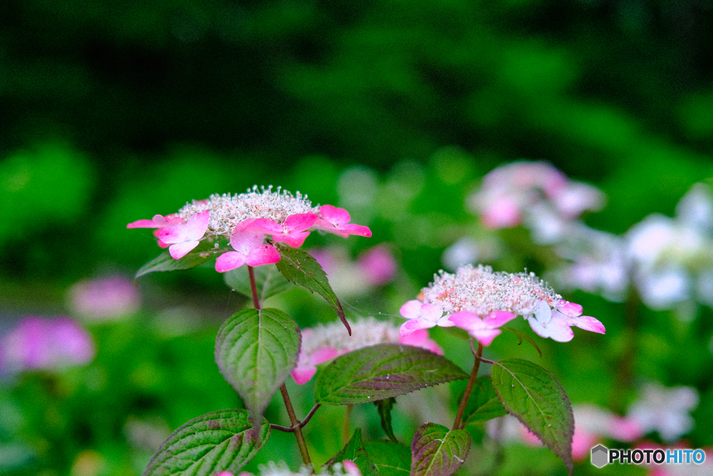 2021-06-13_アジサイ-3