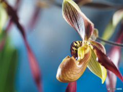 2022-04-23_栃木花センター-3