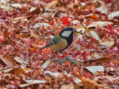 2021-11-28_近くの公園-1