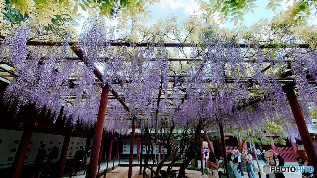 20220503_笠間稲荷神社-5